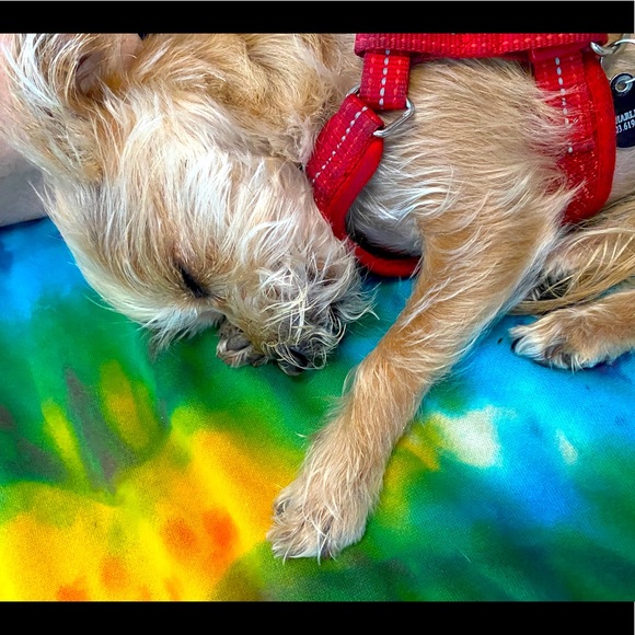 Meet your Posher, Ann - Picture 1 of 1